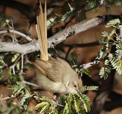 Prinia flavicans