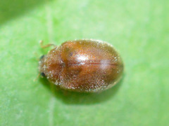 Scymnus abietis