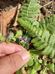 Viola inconspicua nagasakiensis