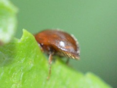 Scymnus abietis