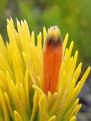 Retzia capensis