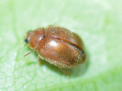 Scymnus abietis