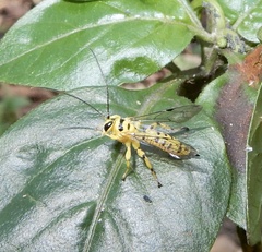 Xanthopimpla rhopaloceros