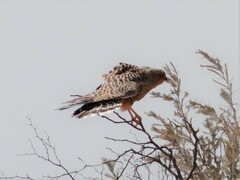 Falco rupicoloides