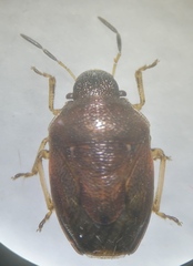 Neottiglossa pusilla