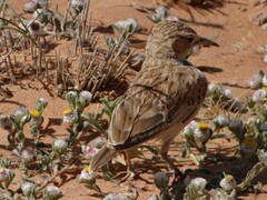 Chersomanes albofasciata