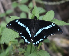 Papilio nireus lyaeus