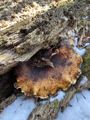 Polyporus picipes