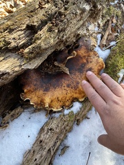 Polyporus picipes