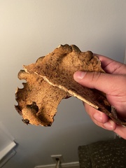 Polyporus picipes
