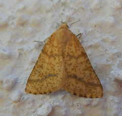 Aspitates ochrearia