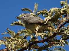 Eremomela icteropygialis