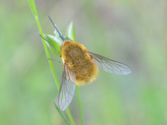 Bombylius
