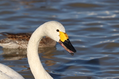 Cygnus columbianus bewickii