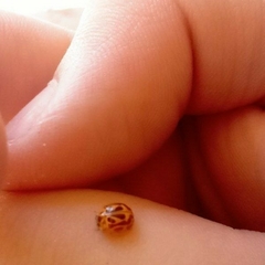 Psyllobora rufosignata