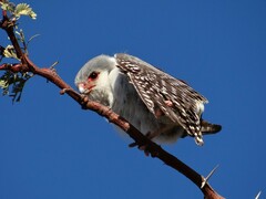 Polihierax semitorquatus