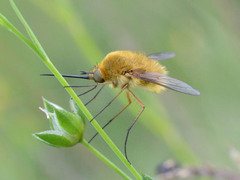 Bombylius