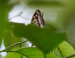 Graphium eurypylus