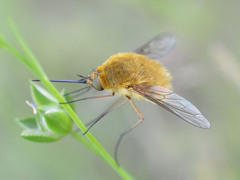 Bombylius