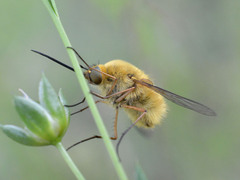 Bombylius