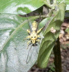 Xanthopimpla rhopaloceros