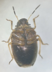 Neottiglossa pusilla