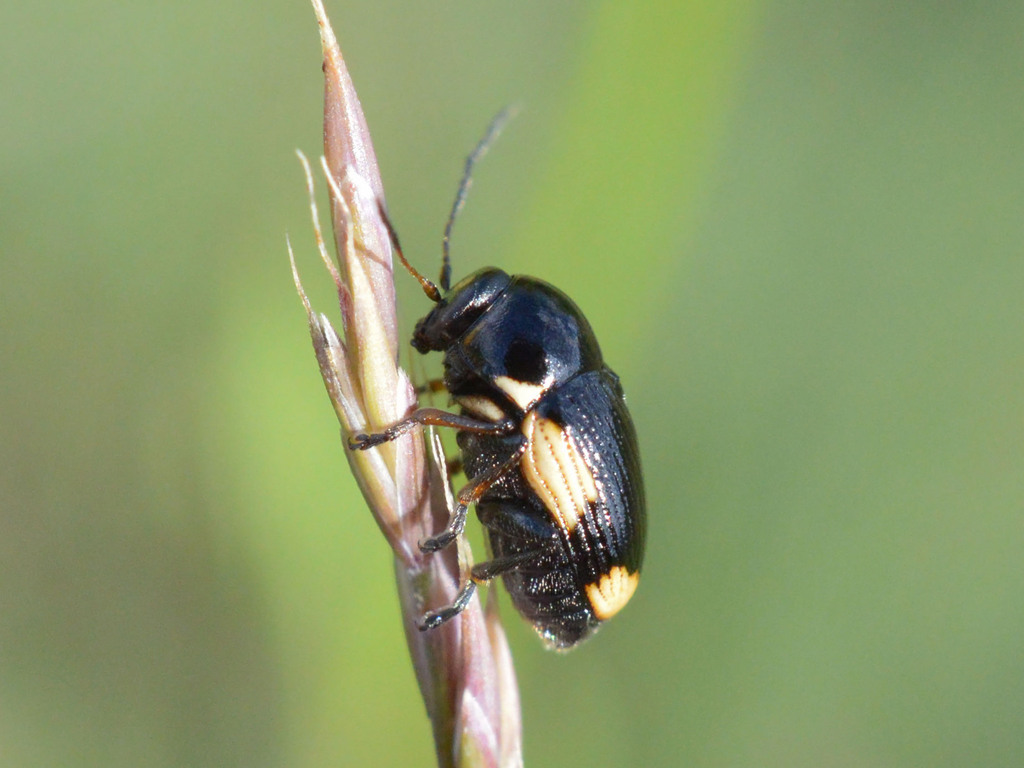 Hypericum pot beetle