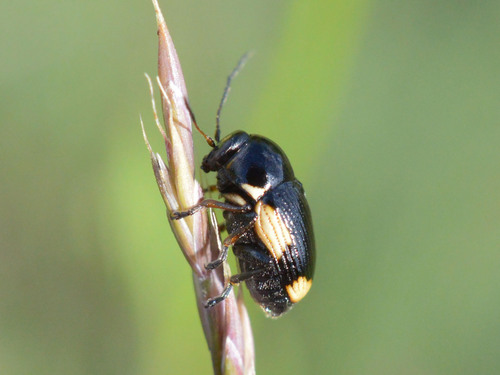 hypericum pot beetle, photo 6 of 8