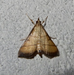 Cnaphalocrocis medinalis