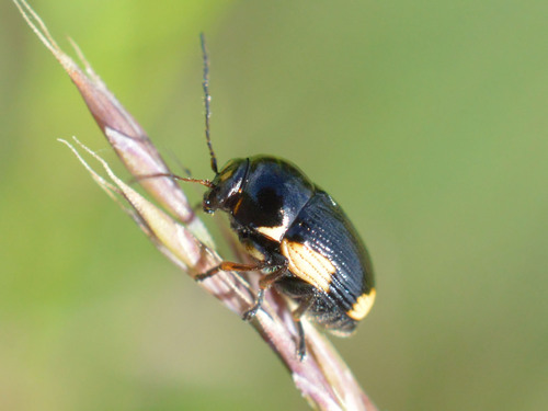 Hypericum pot beetle photo 3