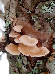 Panellus mitis