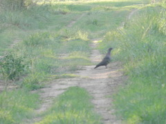Patagioenas picazuro