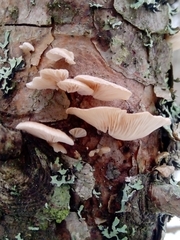 Panellus mitis