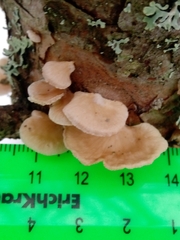 Panellus mitis