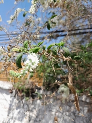 Aloysia gratissima