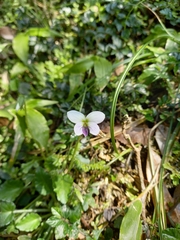 Viola nagasawae