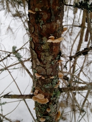 Panellus mitis
