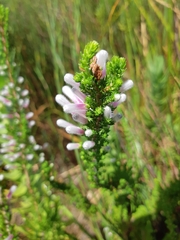 Erica perspicua