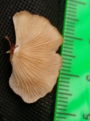 Panellus mitis