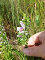 Erica perspicua