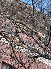 Zonotrichia albicollis