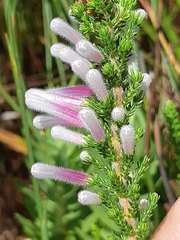Erica perspicua