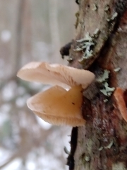 Panellus mitis