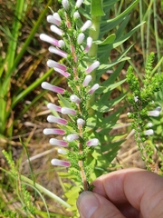 Erica perspicua
