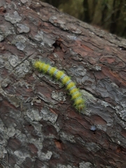 Ormiscodes amphimone