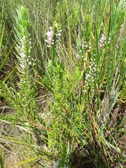 Erica perspicua
