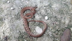 Leptodeira polysticta