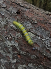 Ormiscodes amphimone