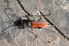 Anastrangalia dubia