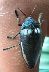 Sternocera orissa bertolonii